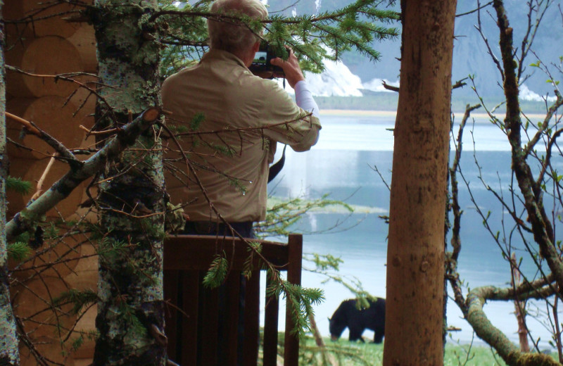 Bear watching from cabin at Kenai Fjords Glacier Lodge.