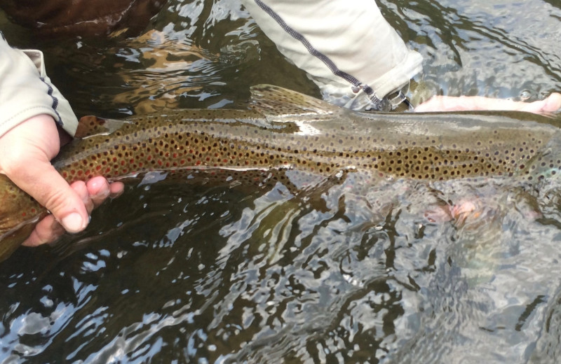 Fishing at West Branch Angler 