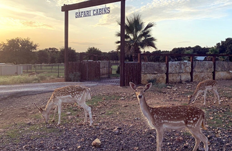 Entrance sign at The Exotic Resort Zoo.