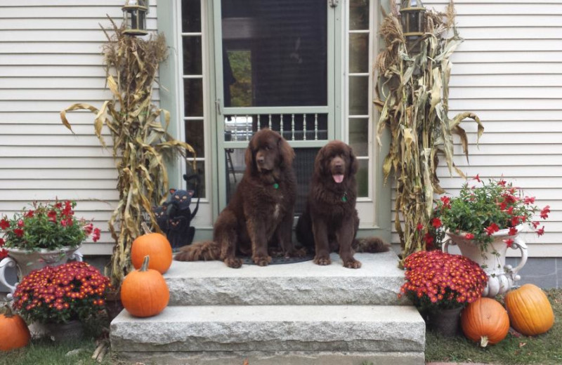 Pets welcome at Cottage Place on Squam Lake.