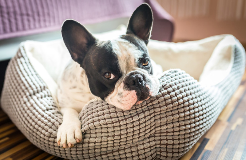 Pets welcome at Tofino Resort + Marina.