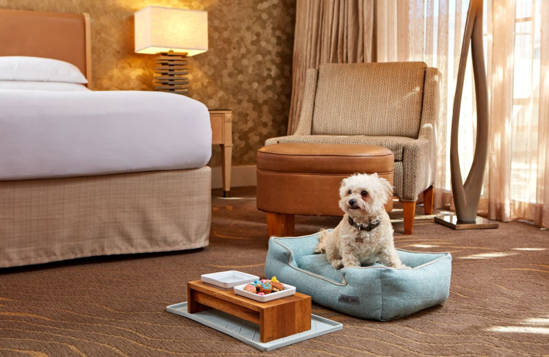 Pets welcome at Le Merigot Beach Hotel 