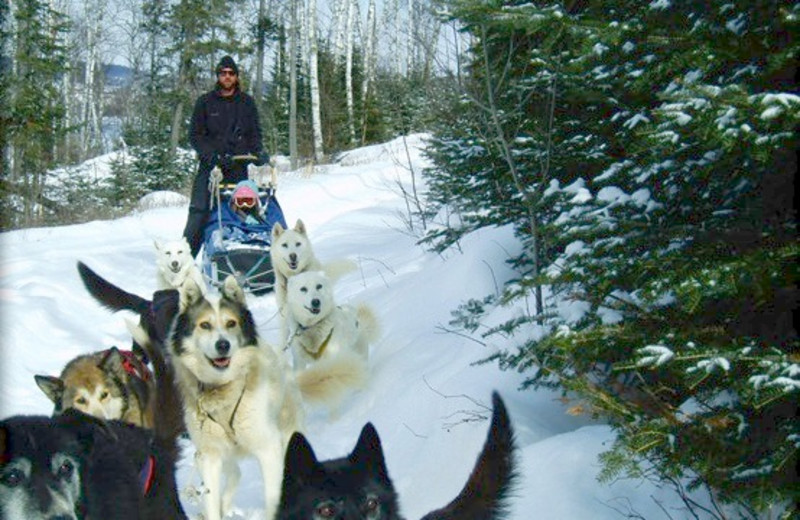 Dogsleds at Gunflint Lodge.