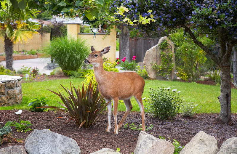 Deer in garden at Galiano Oceanfront Inn and Spa.