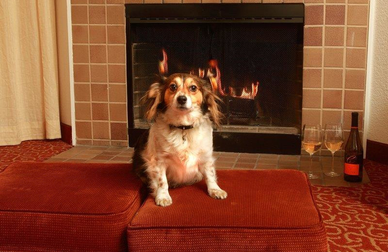 Pets welcome at Best Western Sonoma Valley Inn & Krug Event Center.