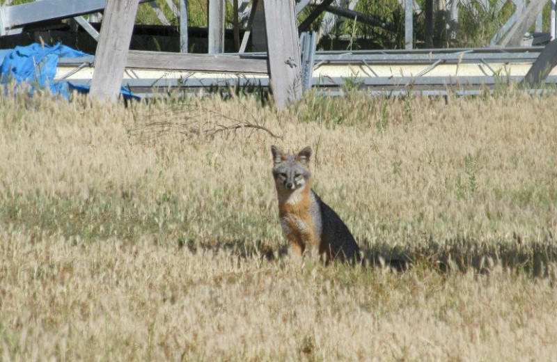 Coyote at Pleasure Cove.