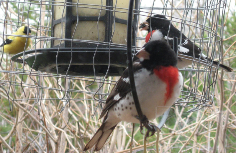 Birds at feeder at Harris Hill Resort - Lake of the Woods.