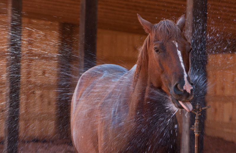 Horse at Red Cliffs Lodge.