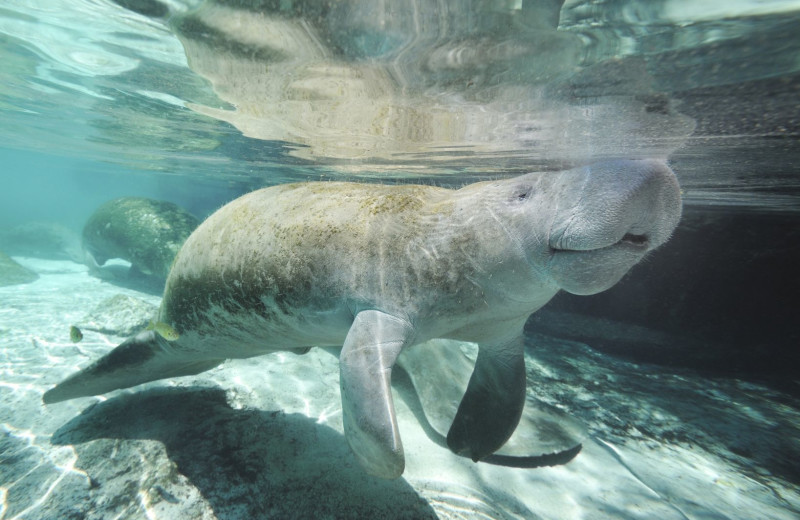 Sea life at Oceans Edge Key West Resort