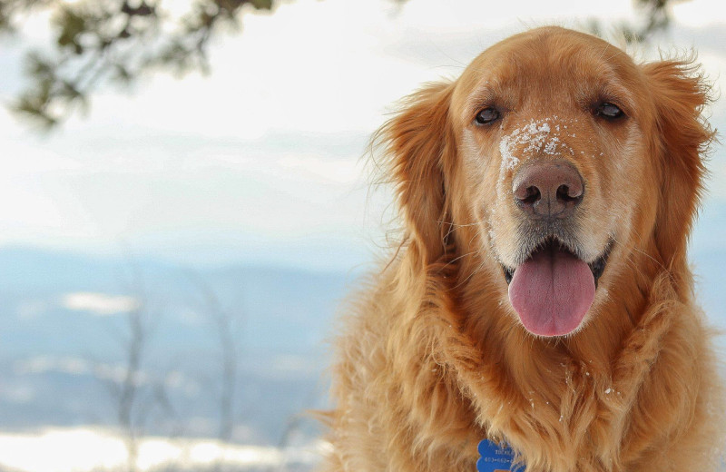 Pets at The New England Inn & Lodge.