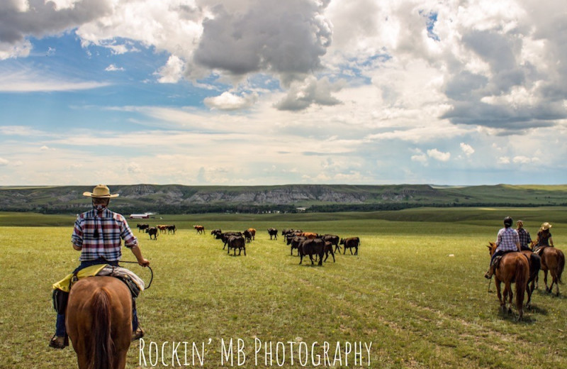 Cattle herding at Bear Creek Ranch.