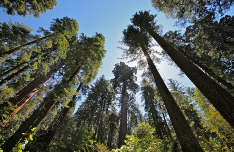 Trees at Big Trees Real Estate, Inc.