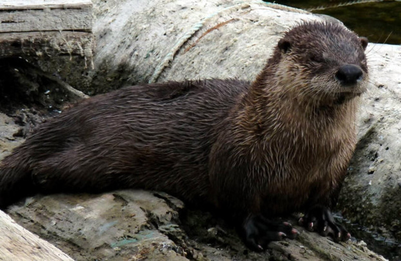 Wild life at Blackfish Lodge.