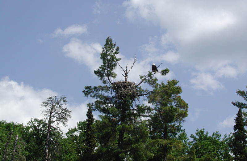 Eagle nest at Maynard Lake Lodge and Outpost.