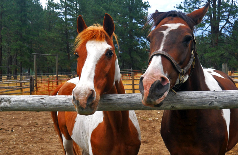 Horses at Mazama Ranch House.