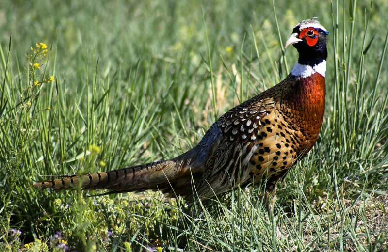 Quail at Branded Rock Canyon.