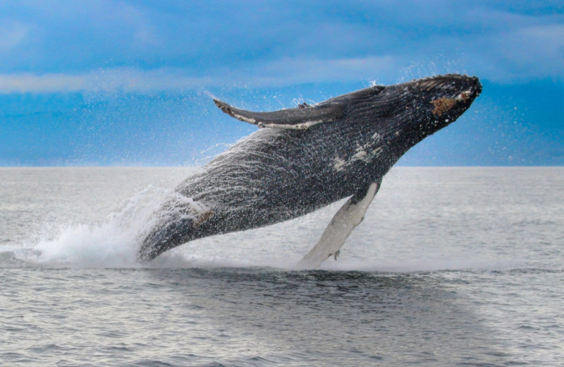 Whale watching at SookePoint Ocean Cottage Resort.