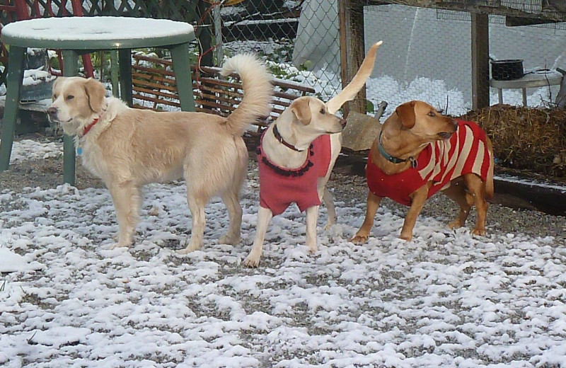 Pets welcome at Mountain Rest Cabins and Campground.