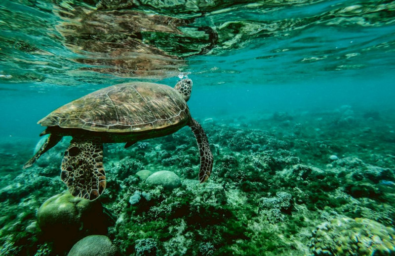 Diving at Rainbow Bend Resort.