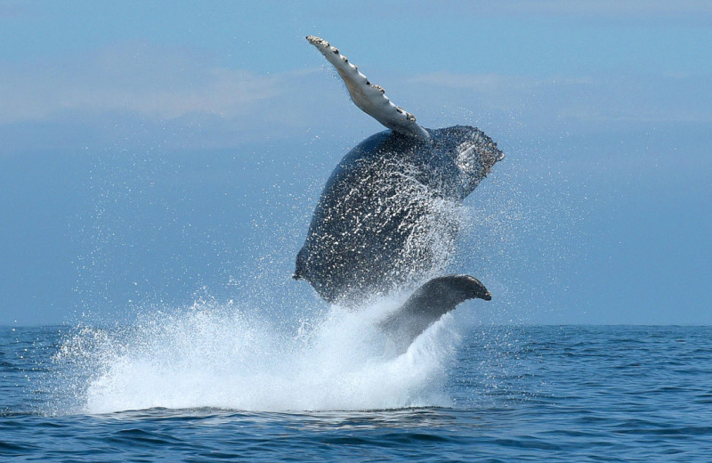 Whale watching at Brier Island Lodge and Resort.