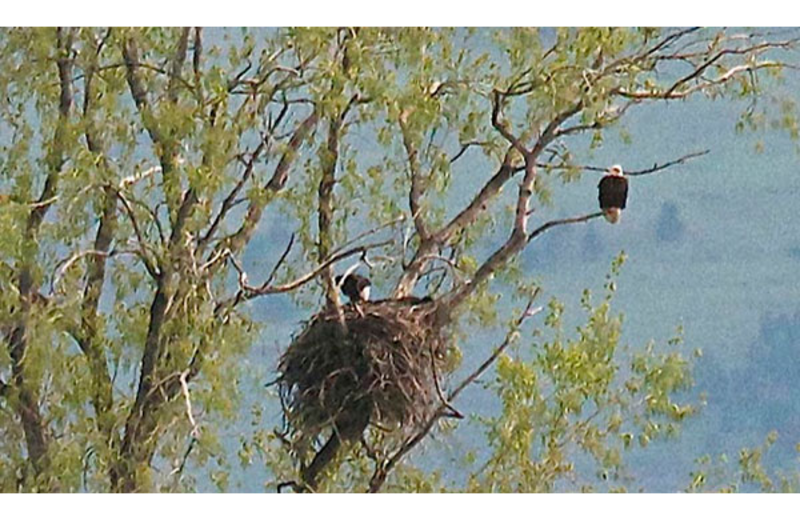 Bald eagle nest at Ninepipes Lodge.