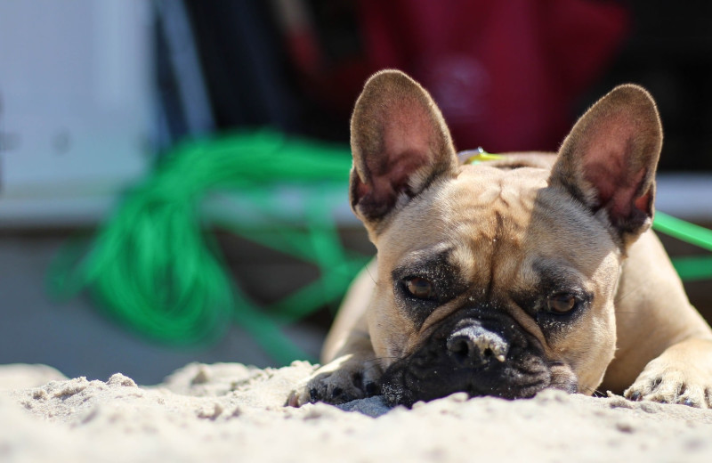 Pets welcome at Luna Beach Properties.