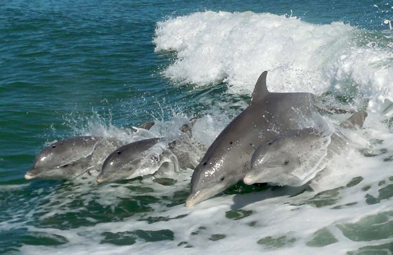 Dolphins at The Delacado on Sunset Beach.