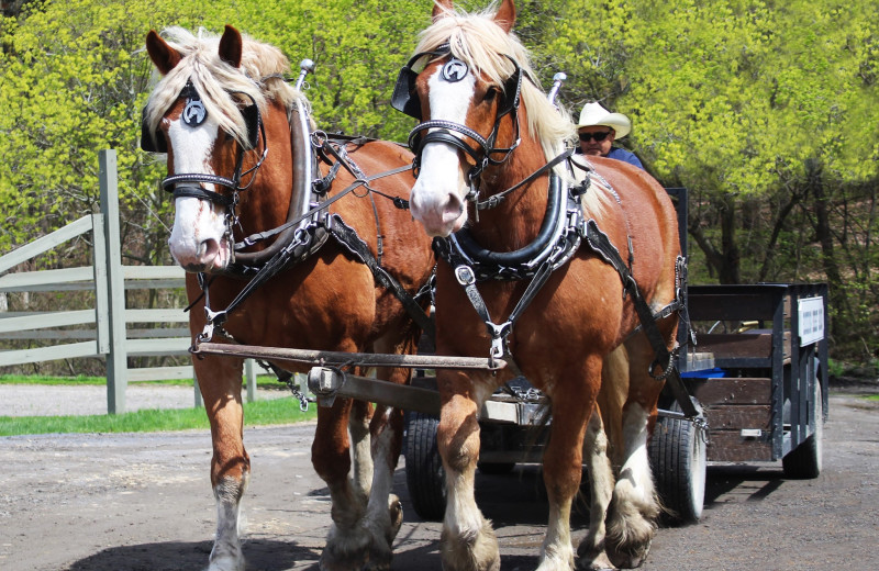 Wagon rides at Rocking Horse Ranch Resort.