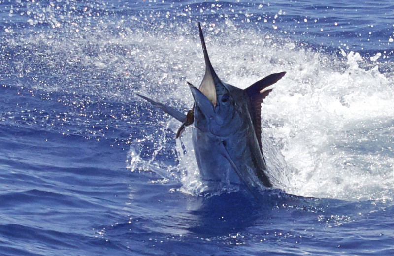 Fishing excursions at Oceano Beach Resort.