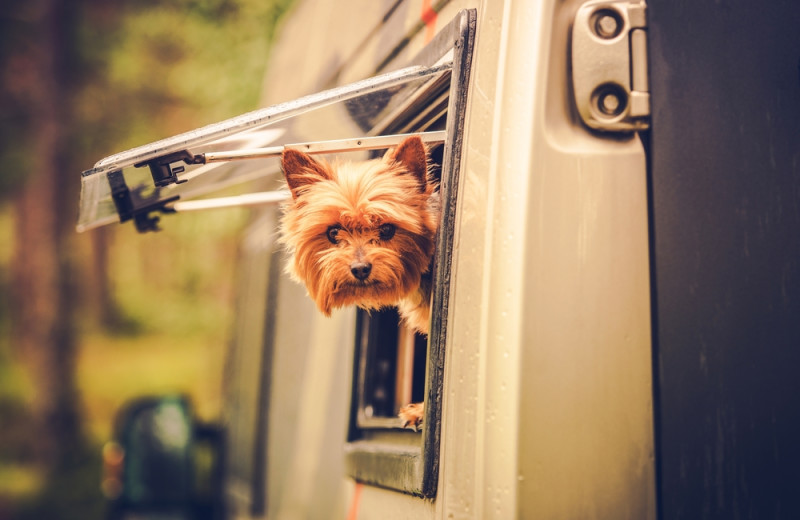 Pets welcome at Schatzi's 4 Seasons Resort.