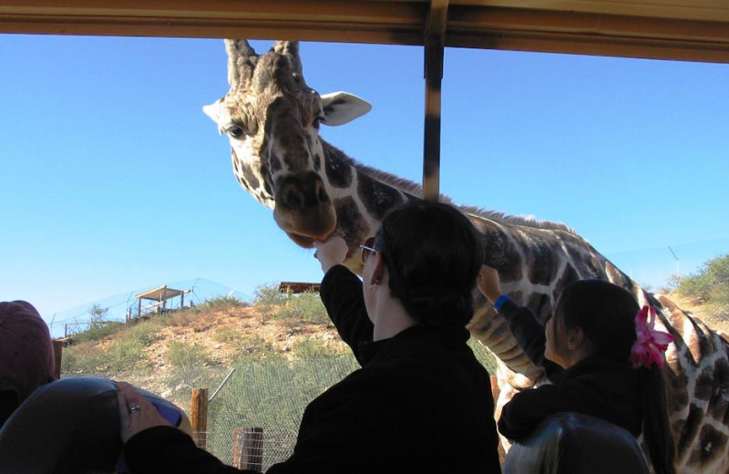 Out of Africa Wildlife Park giraffe feeding near Inn of Sedona.