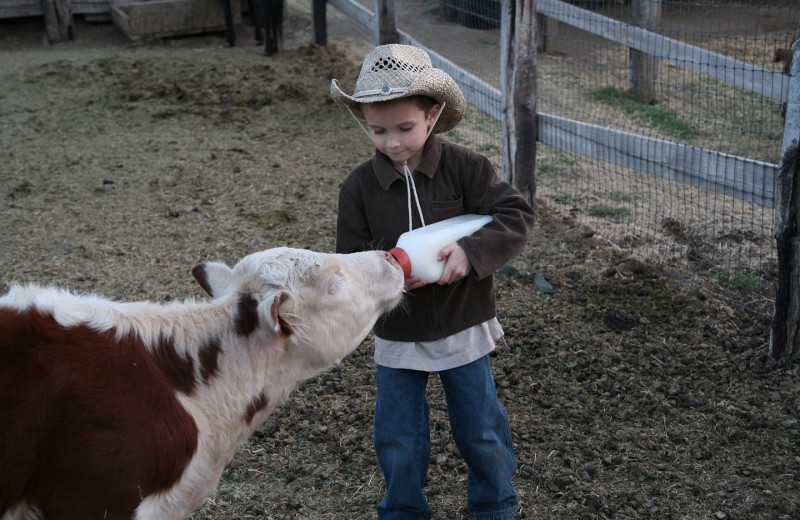 Bottle feeding cattle at Rankin Ranch.