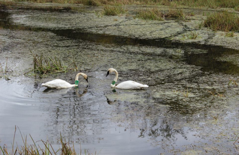 Swans at Saddleback Lodge.