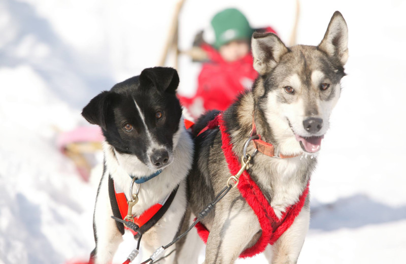 Excited dogs ready to go sleddding.