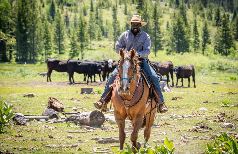 Cattle round-up at Vista Verde Ranch.