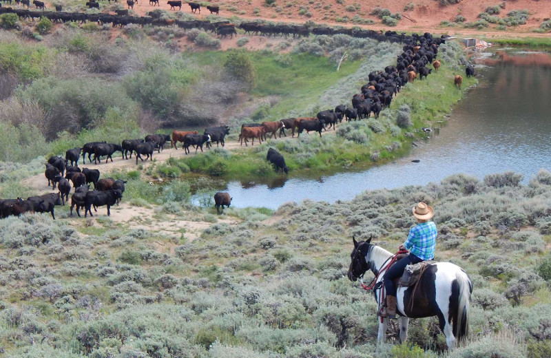 Cattle round up at Vee Bar Guest Ranch.