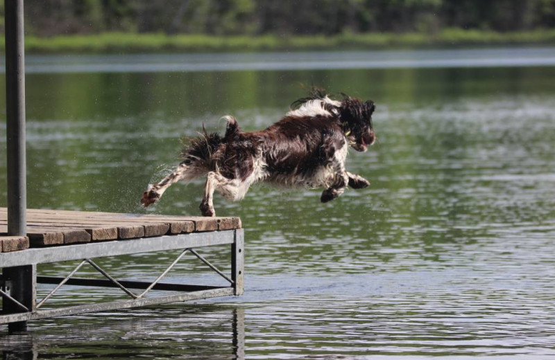 Pets welcome at Delta Lodge.