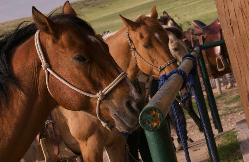 Horses at Colorado Cattle Company Ranch.