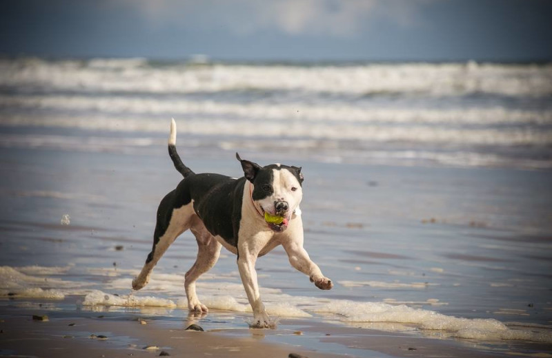 Pets welcome at Reed Real Estate Vacation Rentals.