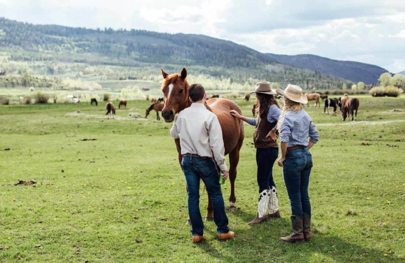 Horses at C Lazy U Ranch.