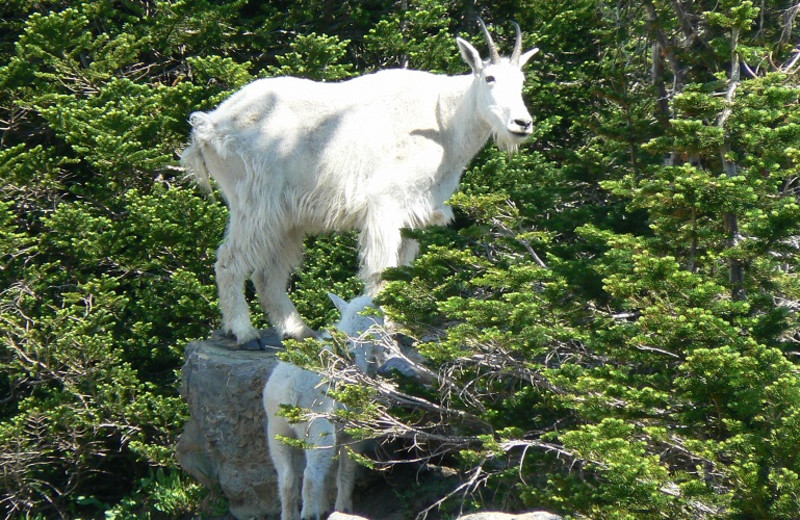 Goat at Smoky Bear Ranch.