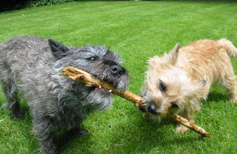 Yappy hour at Madison Beach Hotel.