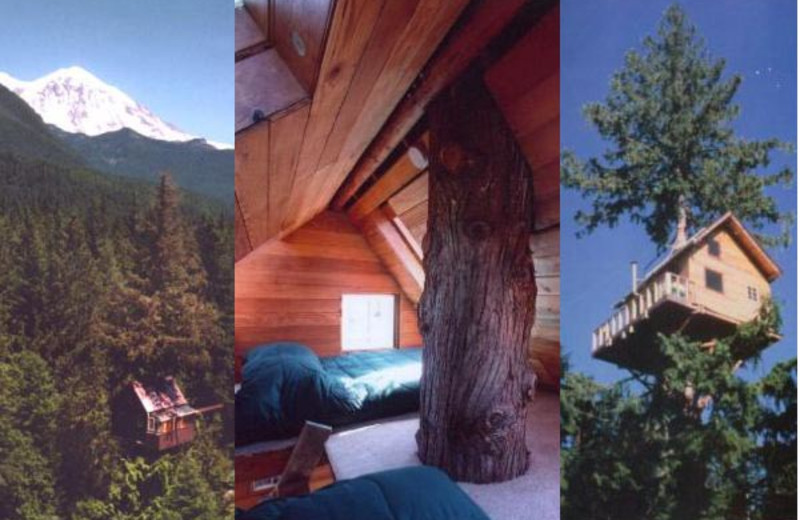 Exterior and interior view of Cedar Creek Treehouse.