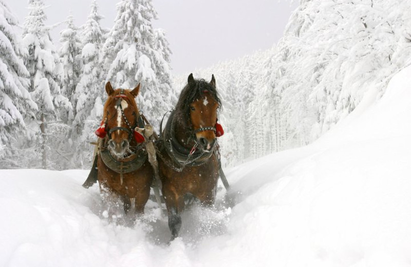 Sleigh ride at Fireside Resort at Jackson Hole.