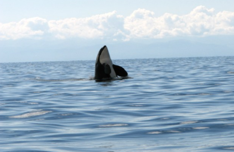 Killer whale at Sooke Harbour Resort & Marina.