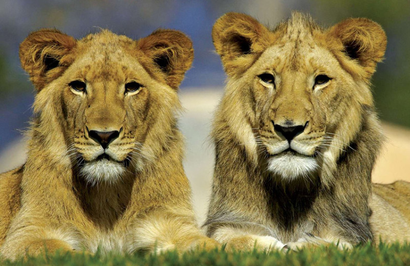 Zoo lions near Pala Mesa Resort.