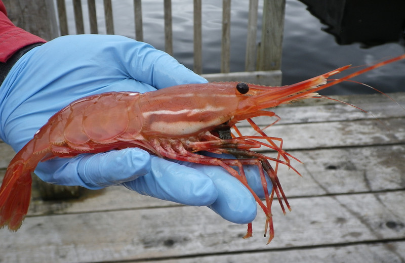 Shrimp fishing at Yes Bay Lodge.