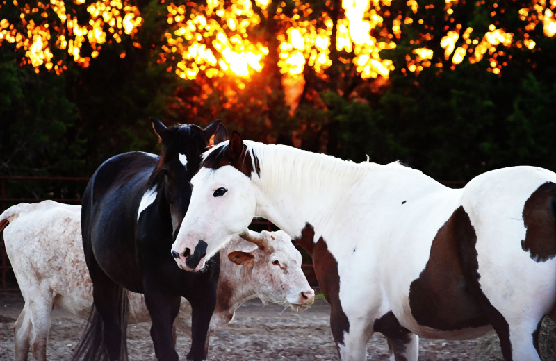 Horses at Hideaway Ranch & Refuge.