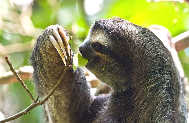 Sloth at Bocas Bali Resort.