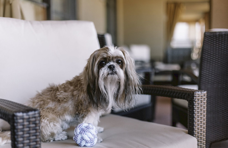 Pets welcome at The Wilde Resort and Spa.